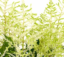 Prachtspiere, Astilbe