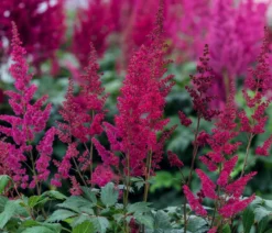 Prachtspiere, Astilbe