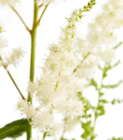 Prachtspiere, Astilbe