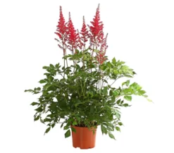 Prachtspiere, Astilbe