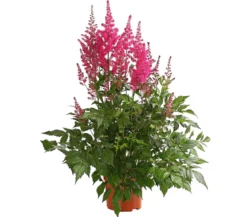 Prachtspiere, Astilbe
