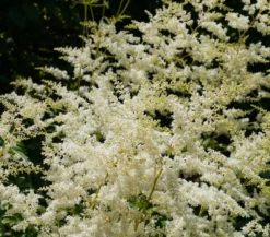 Prachtspiere, Astilbe