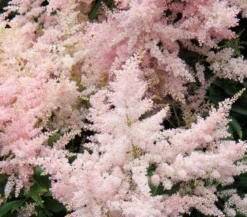 Prachtspiere, Astilbe