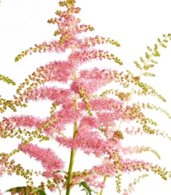 Prachtspiere, Astilbe