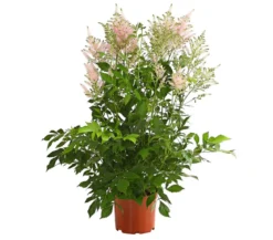 Prachtspiere, Astilbe