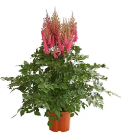 Prachtspiere, Astilbe