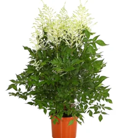 Prachtspiere, Astilbe
