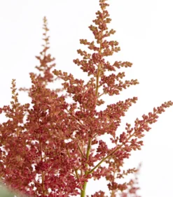 Prachtspiere, Astilbe