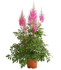 Prachtspiere, Astilbe