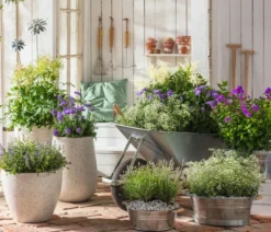 Prachtspiere, Astilbe, verschiedene Sorten