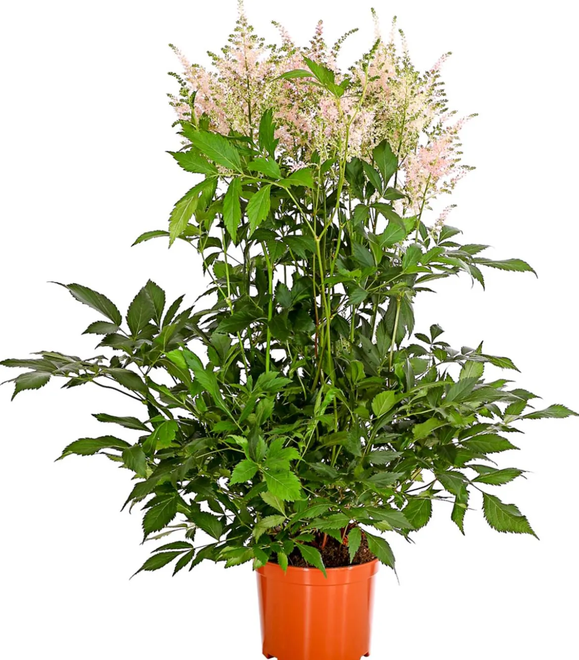 Prachtspiere, Astilbe, verschiedene Sorten