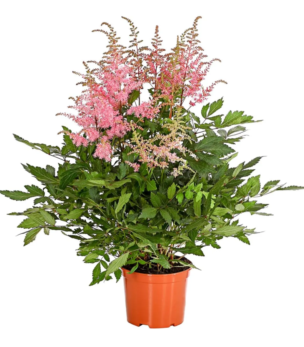 Prachtspiere, Astilbe, verschiedene Sorten