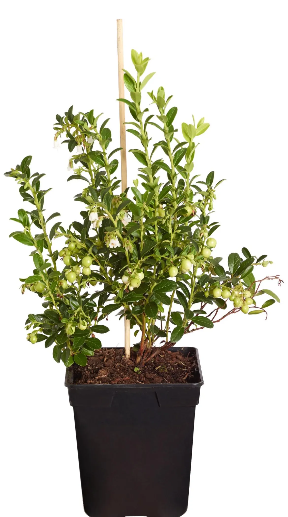 Preiselbeere 'Red Pearl'