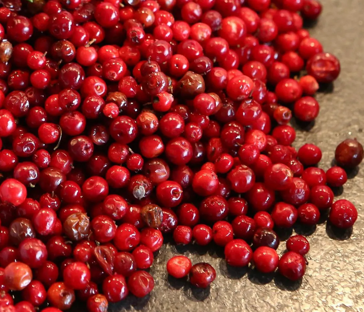 Preiselbeere 'Red Pearl'