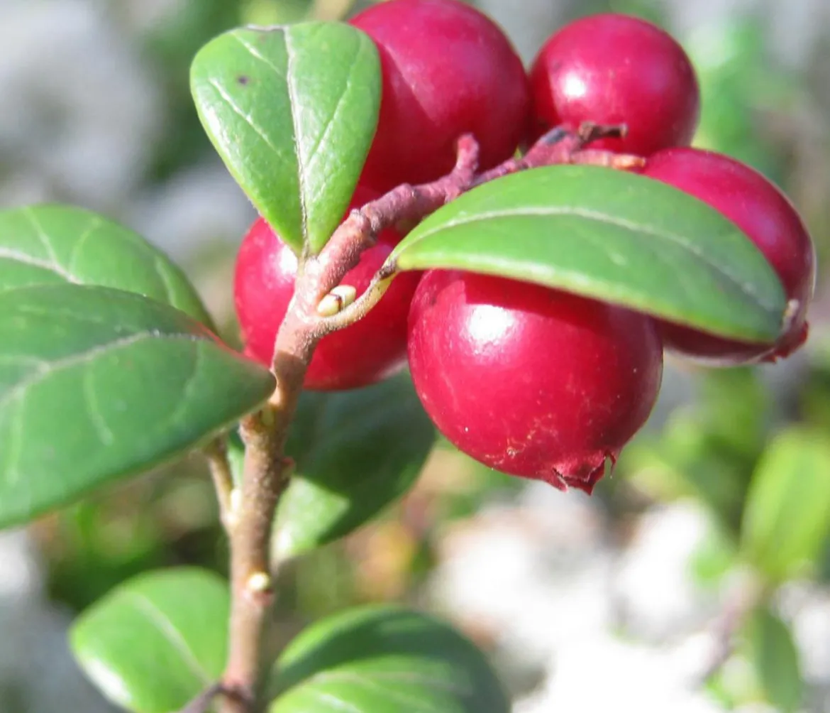 Preiselbeere 'Red Pearl'