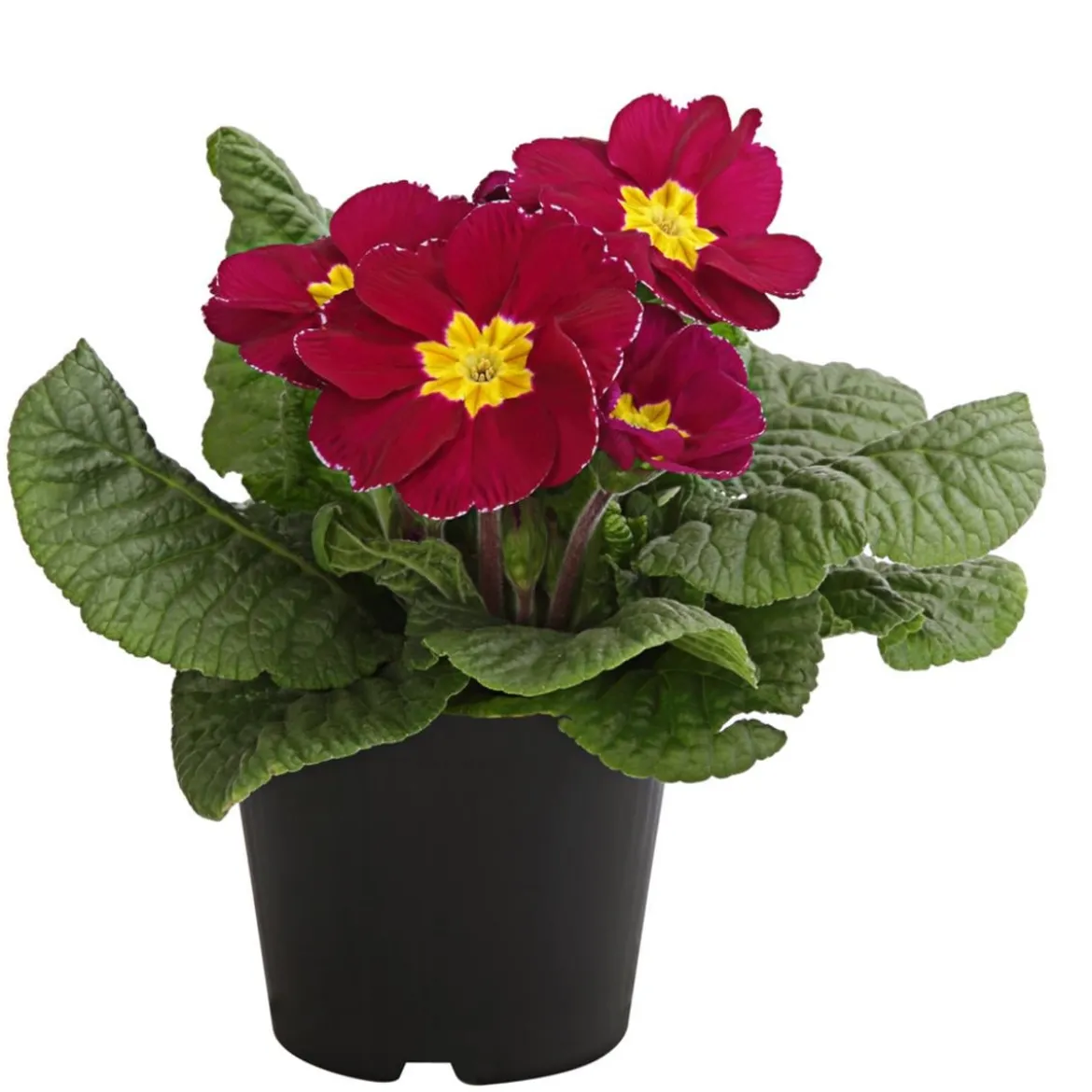 Primel, verschiedene Farben