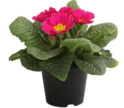 Primel, verschiedene Farben