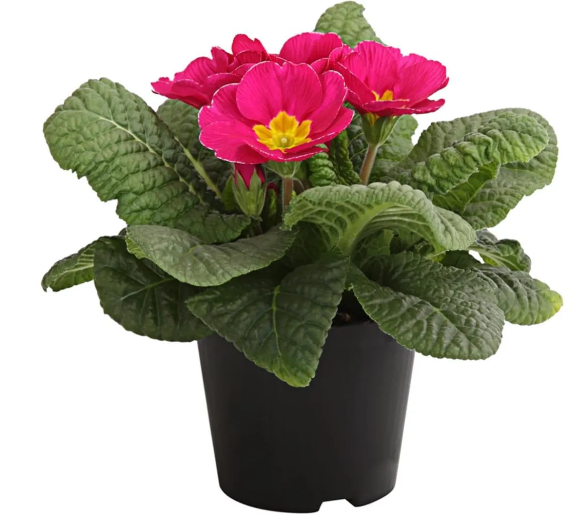 Primel, verschiedene Farben