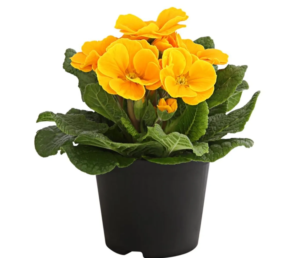 Primel, verschiedene Farben