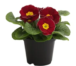 Primel, verschiedene Farben