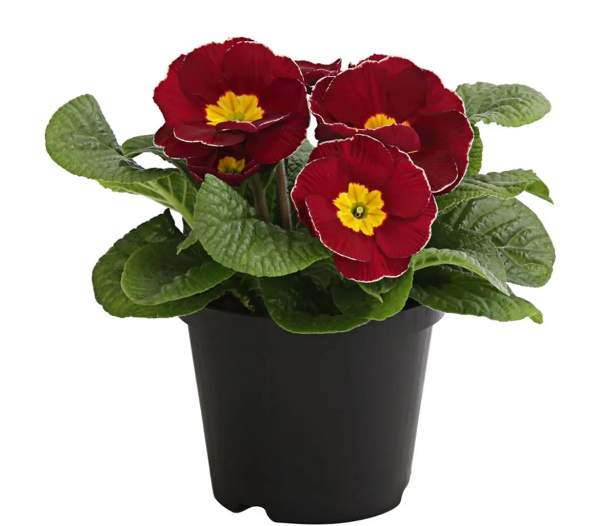 Primel, verschiedene Farben