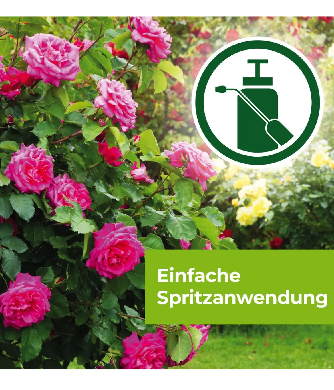 PROTECT GARDEN Curamat AZ Rosen-Pilzfrei, flüssig, 2 x 4 ml