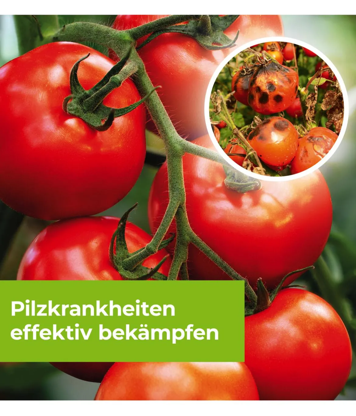 PROTECT GARDEN Curamat AZ Rosen-Pilzfrei, flüssig, 2 x 4 ml