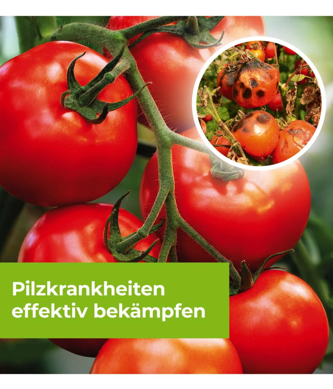 PROTECT GARDEN Curamat AZ Rosen-Pilzfrei, flüssig, 15 ml
