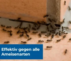 PROTECT HOME FormineX Ameisen-Köder Multi, 3 Stk.