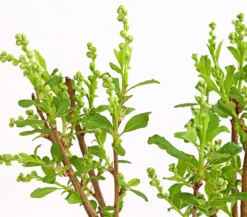 Prunkspiere 'Magical Springtime'