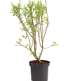 Prunkspiere 'Magical Springtime'