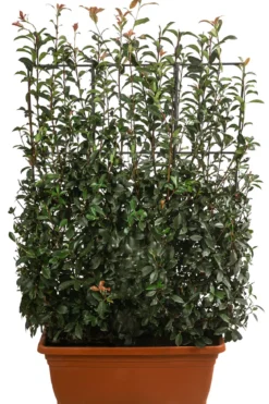 Purpur-Glanzmispel 'Glanzkopf', ca. 170 cm