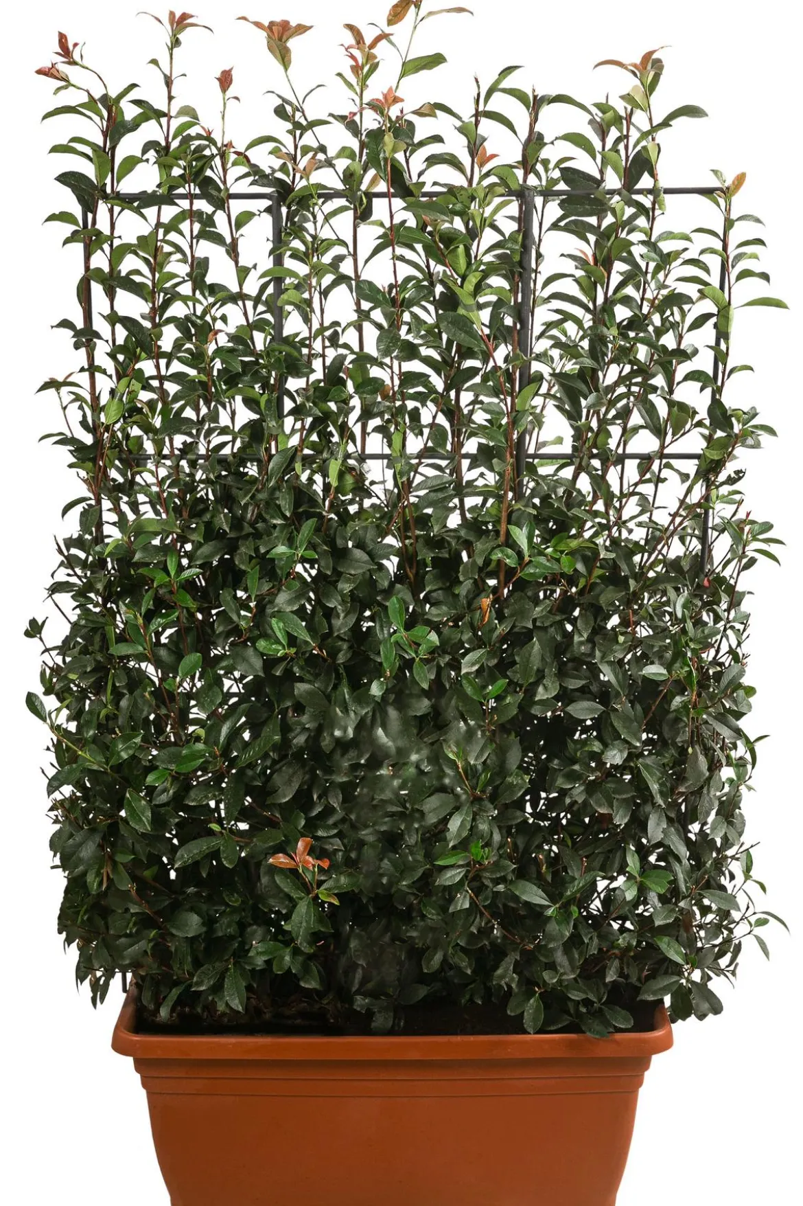 Purpur-Glanzmispel 'Glanzkopf', ca. 170 cm