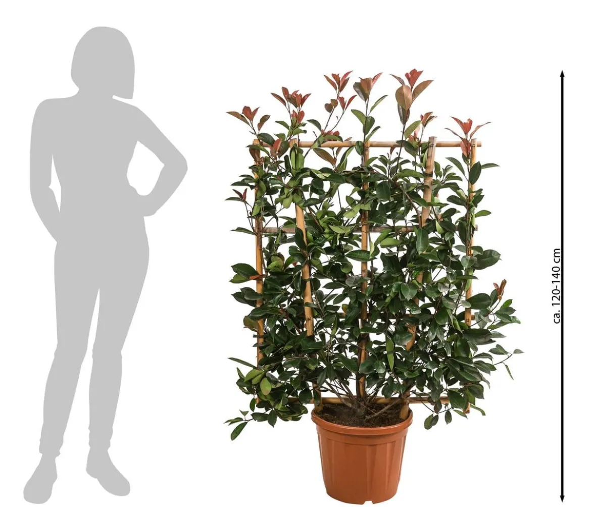 Purpur-Glanzmispel 'Red Robin', ca. 120-140 cm