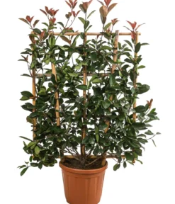 Purpur-Glanzmispel 'Red Robin', ca. 120-140 cm