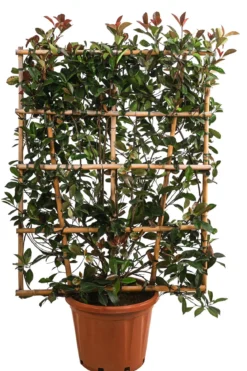 Purpur-Glanzmispel 'Red Robin', ca. 150-160 cm