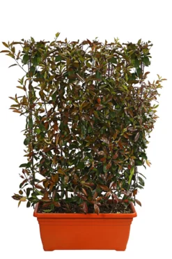 Purpur-Glanzmispel 'Red Robin', ca. 170 cm