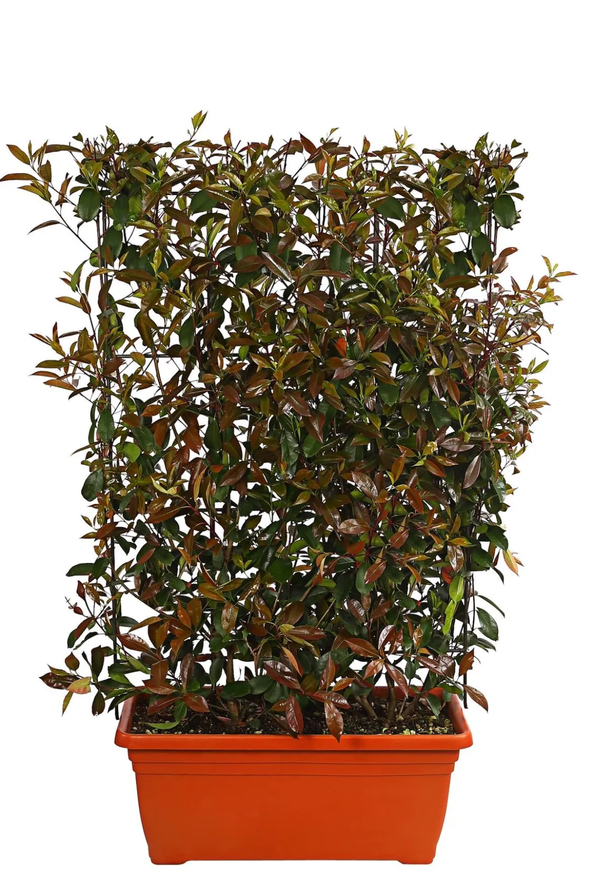 Purpur-Glanzmispel 'Red Robin', ca. 170 cm