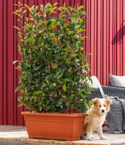 Purpur-Glanzmispel 'Red Robin', ca. 170 cm