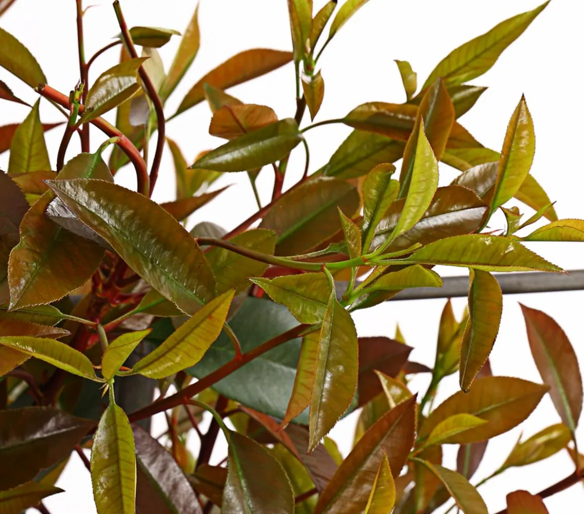 Purpur-Glanzmispel 'Red Robin', ca. 170 cm