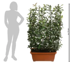 Purpur-Glanzmispel 'Red Robin', ca. 170 cm