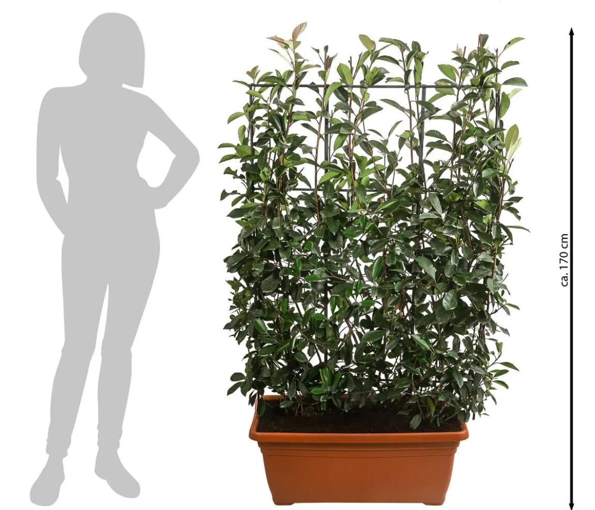 Purpur-Glanzmispel 'Red Robin', ca. 170 cm