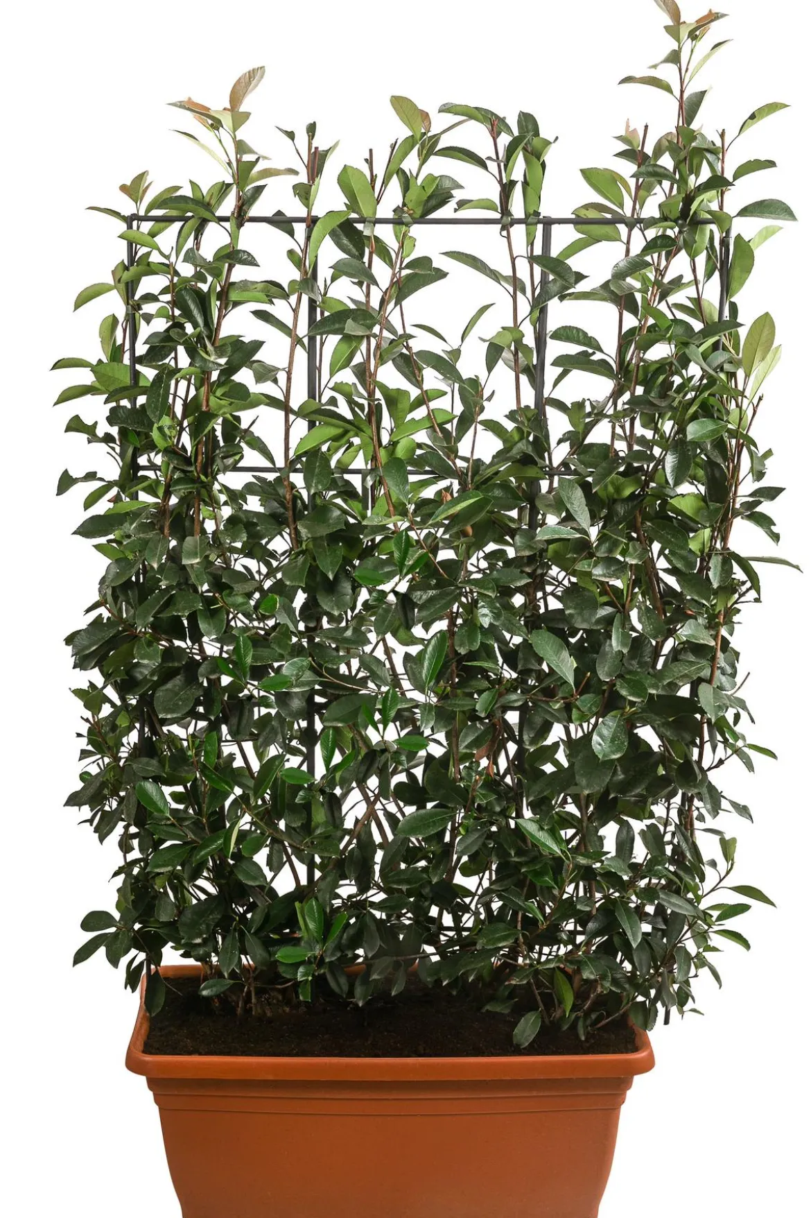 Purpur-Glanzmispel 'Red Robin', ca. 170 cm
