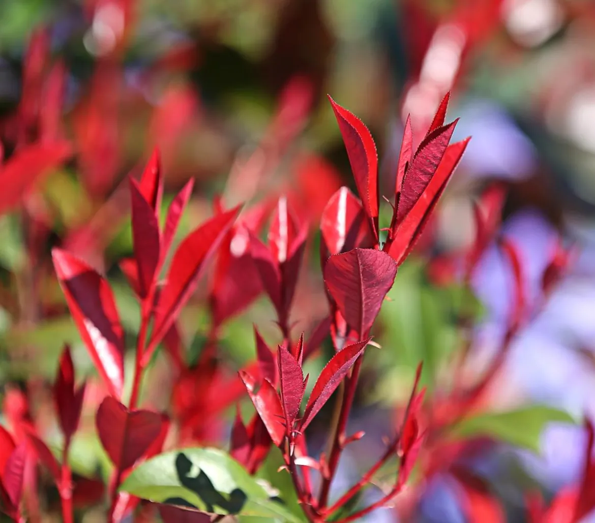 Purpur-Glanzmispel 'Red Robin'