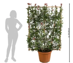 Purpur-Glanzmispel 'Robusta Compacta', ca. 190-200 cm