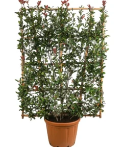Purpur-Glanzmispel 'Robusta Compacta', ca. 190-200 cm