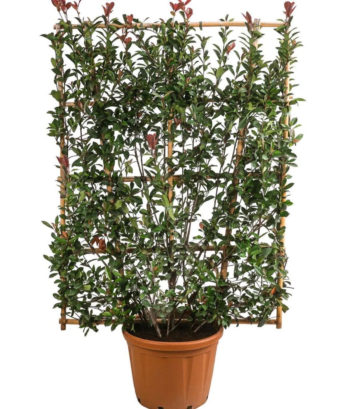 Purpur-Glanzmispel 'Robusta Compacta', ca. 190-200 cm