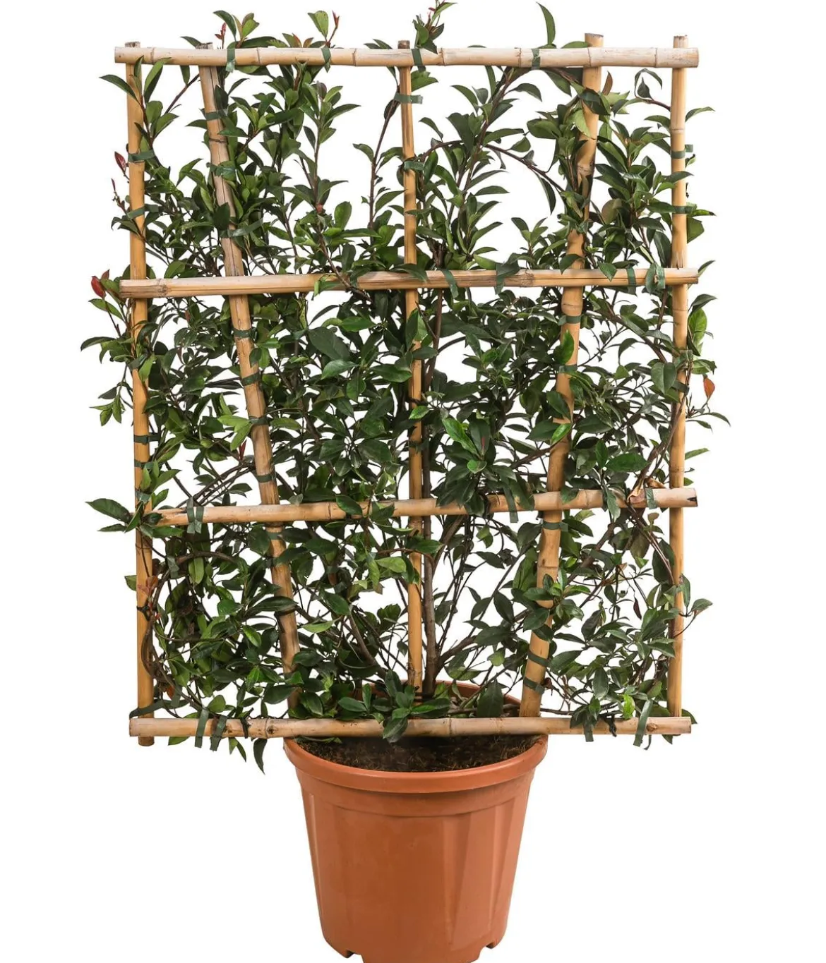 Purpur-Glanzmispel 'Robusta Compacta', ca. 120-140 cm