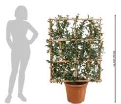Purpur-Glanzmispel 'Robusta Compacta', ca. 120-140 cm