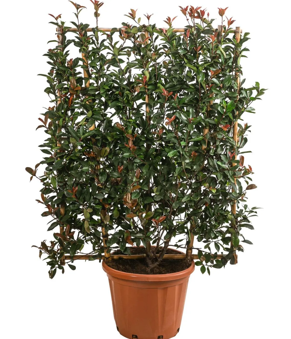 Purpur-Glanzmispel 'Robusta Compacta', ca. 150-160 cm